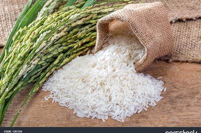 فروش برنج درجه یک گیلان در سفره خانه بانک ملی ایران ویژه همکاران